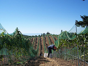 Zinfandel in Santa Cruz Mountains